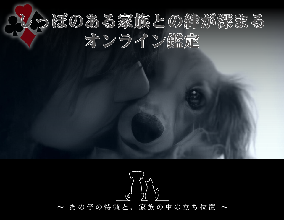 しっぽ大好きProject